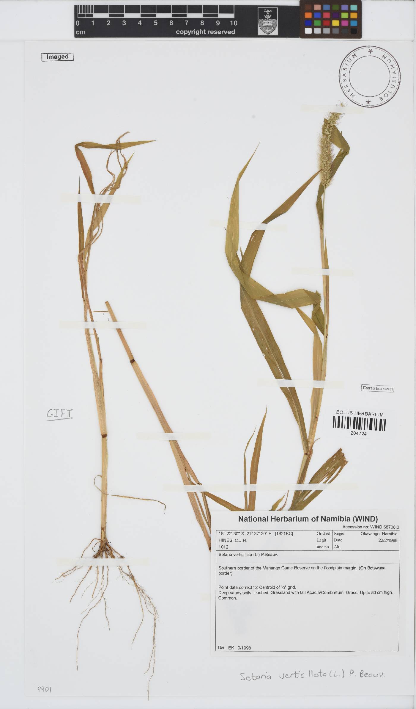 Setaria verticillata image