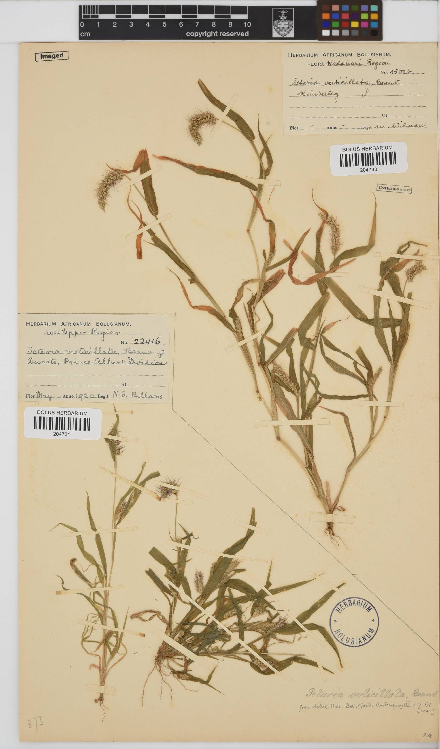 Setaria verticillata image