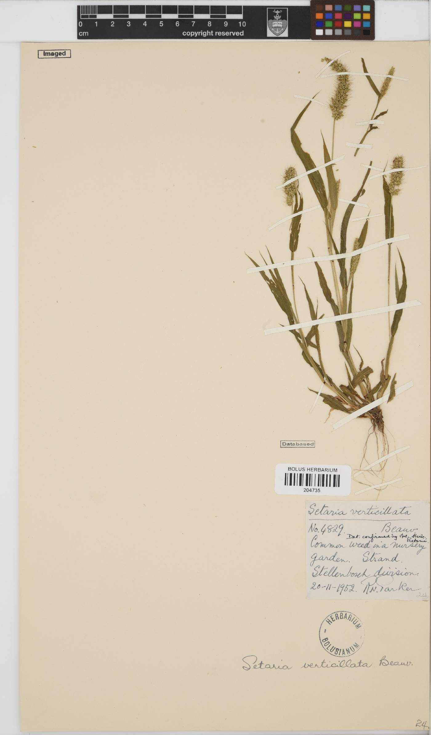 Setaria verticillata image