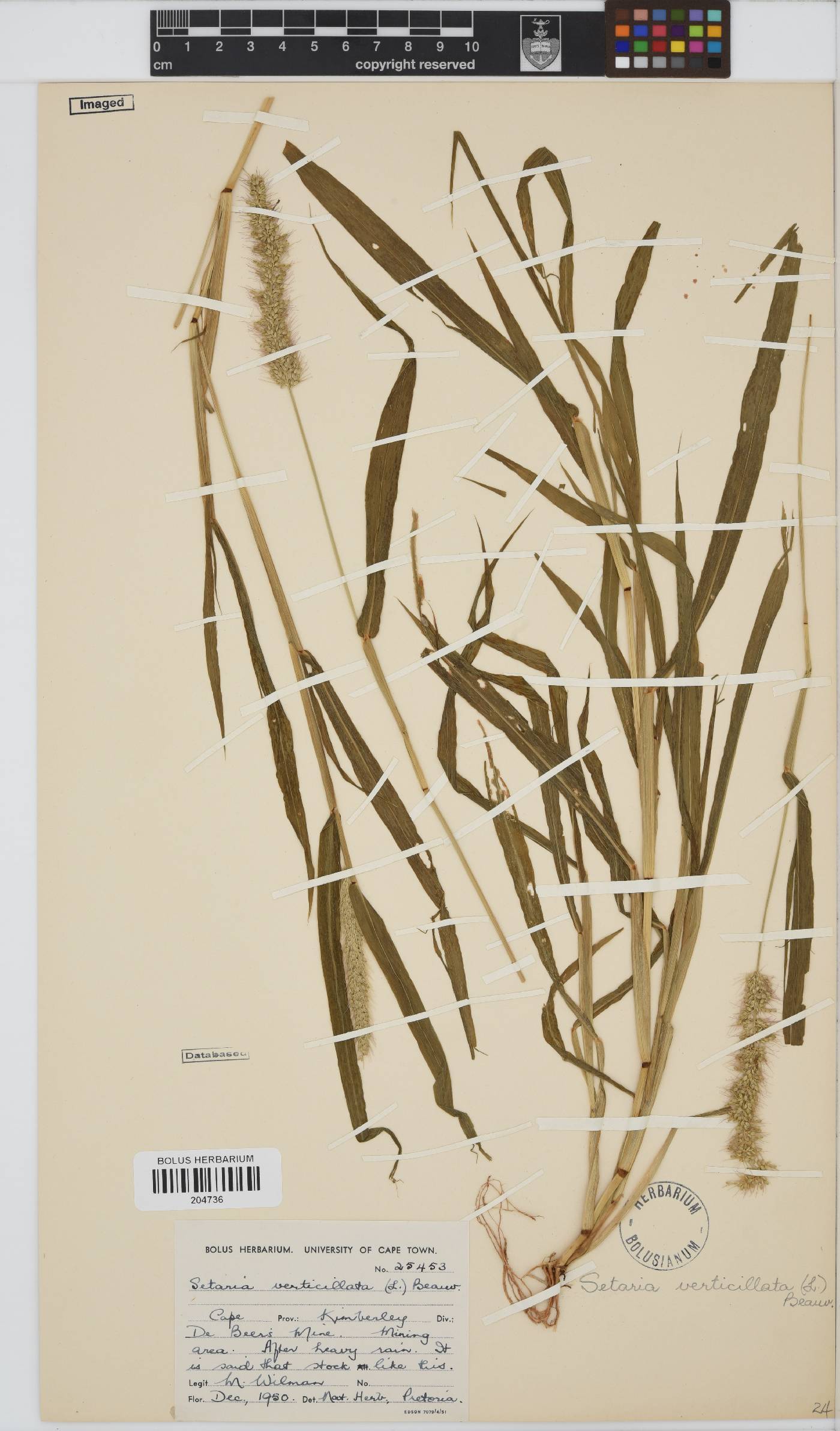 Setaria verticillata image