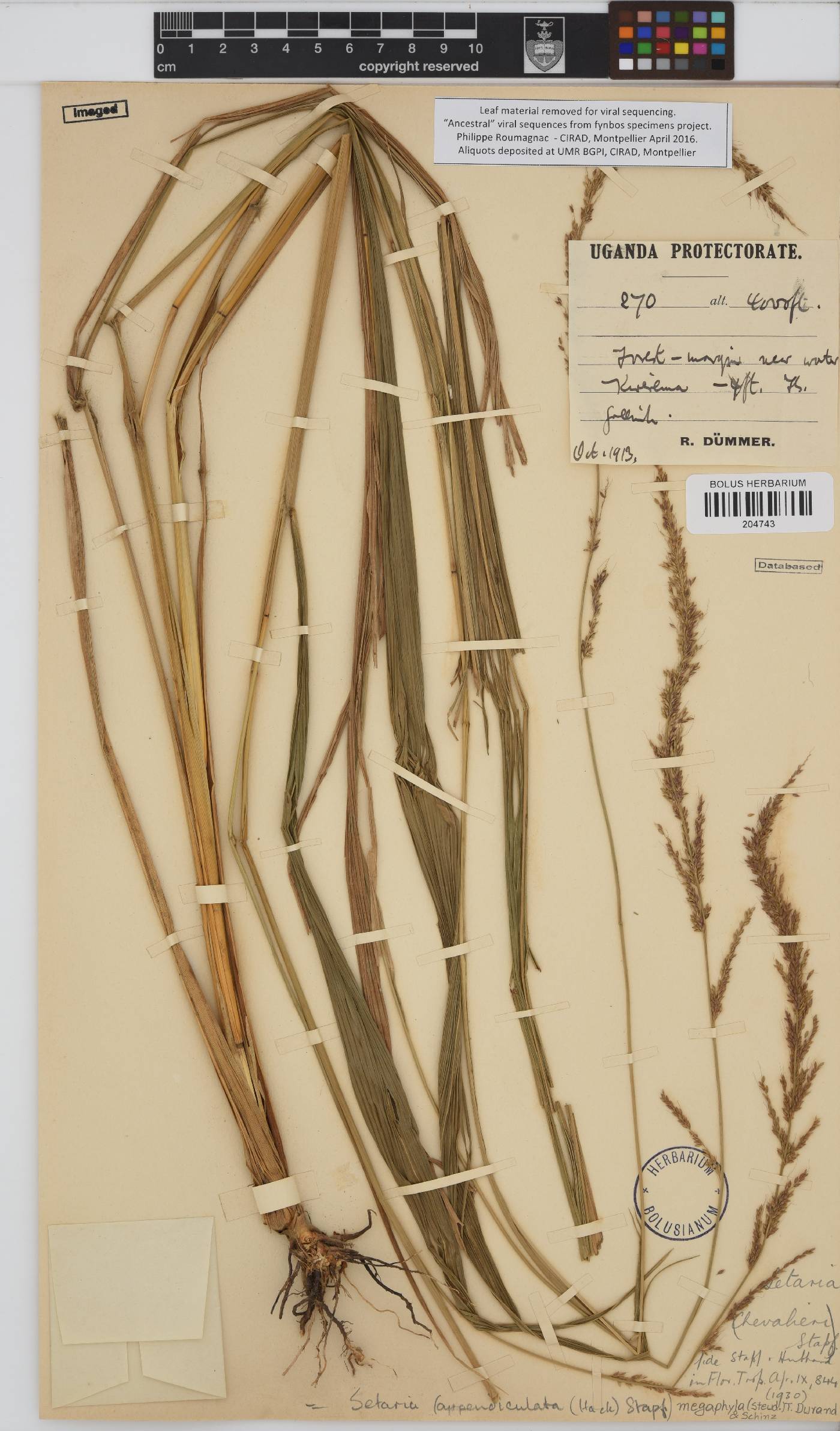 Setaria megaphylla image