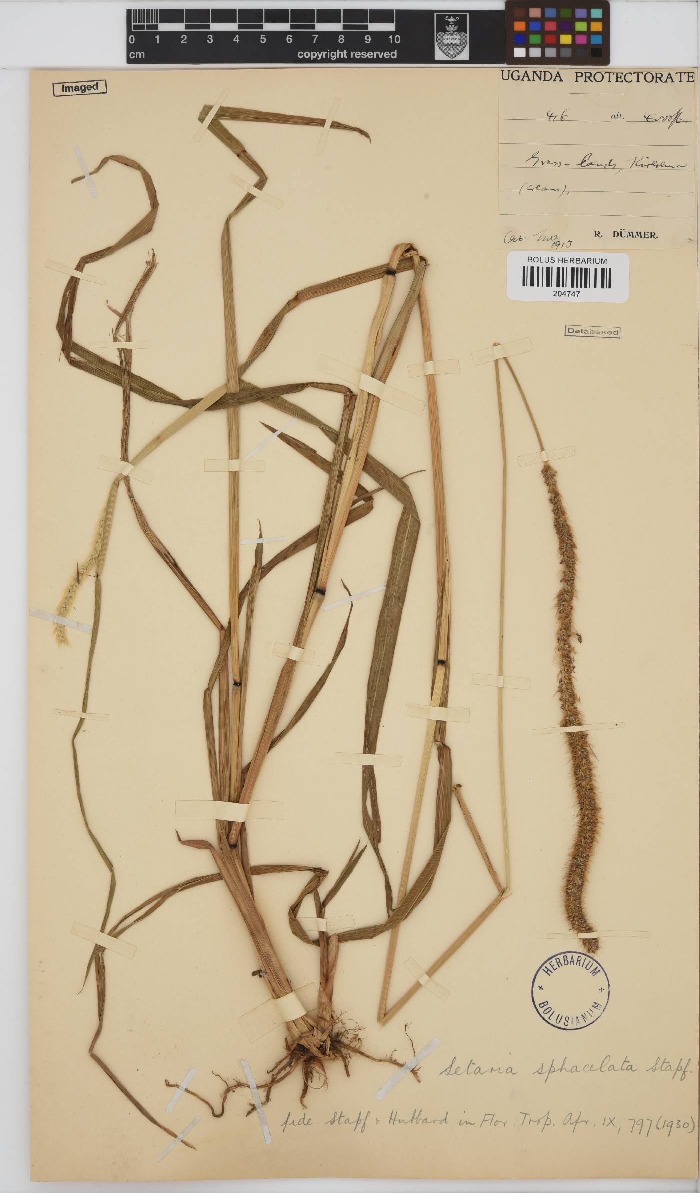 Setaria sphacelata image