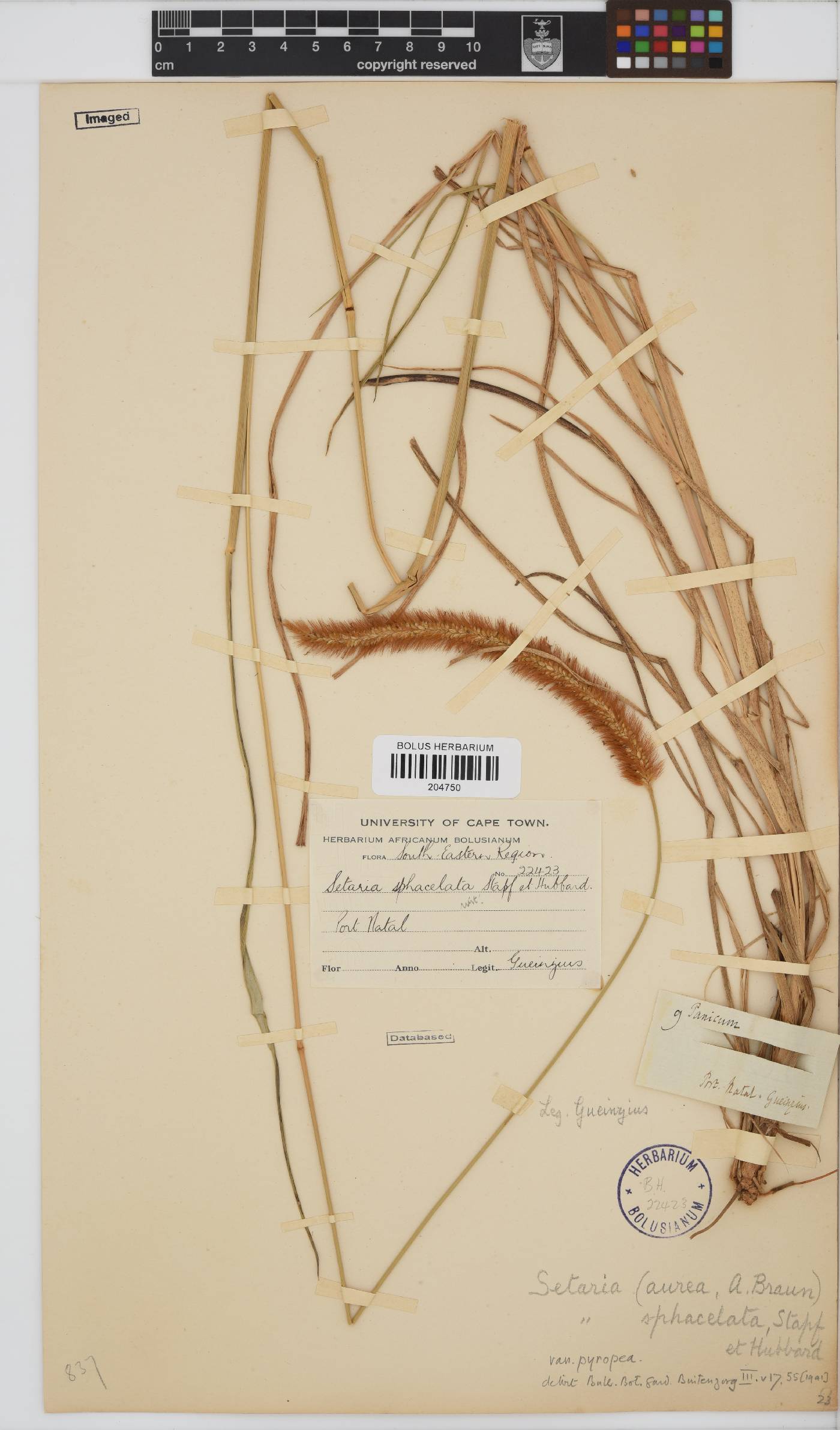 Setaria sphacelata image