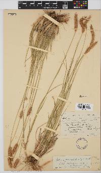 Setaria sphacelata image