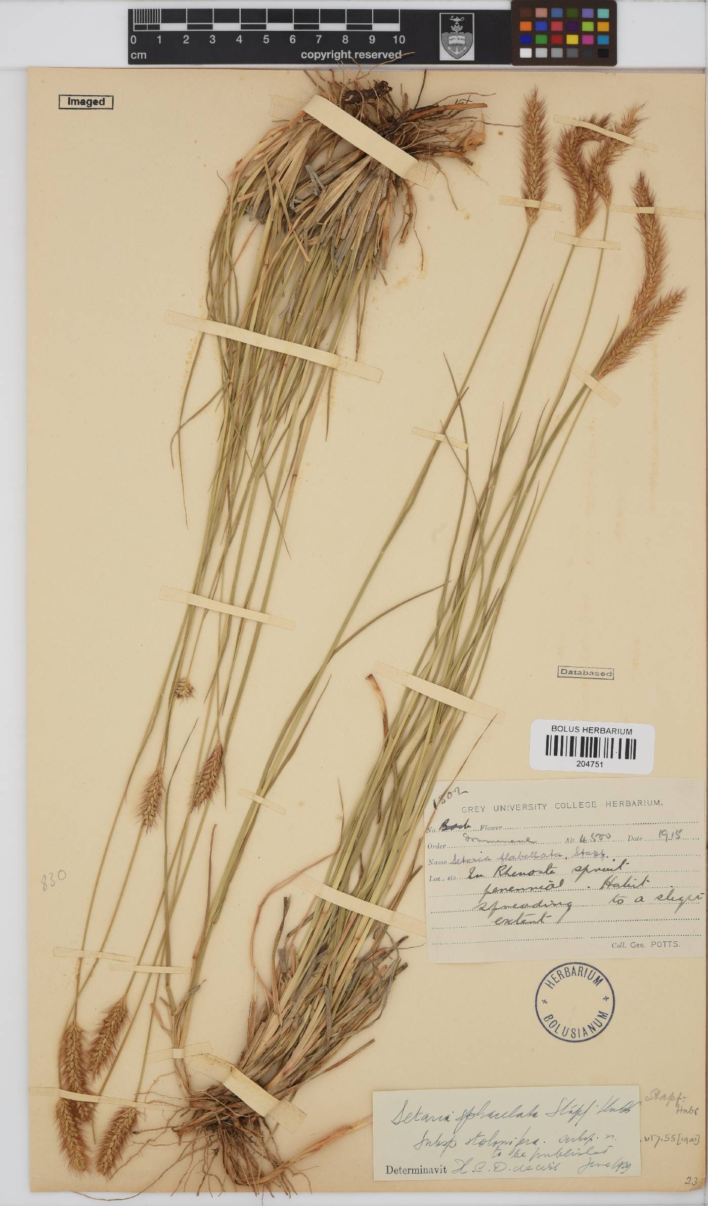 Setaria sphacelata image