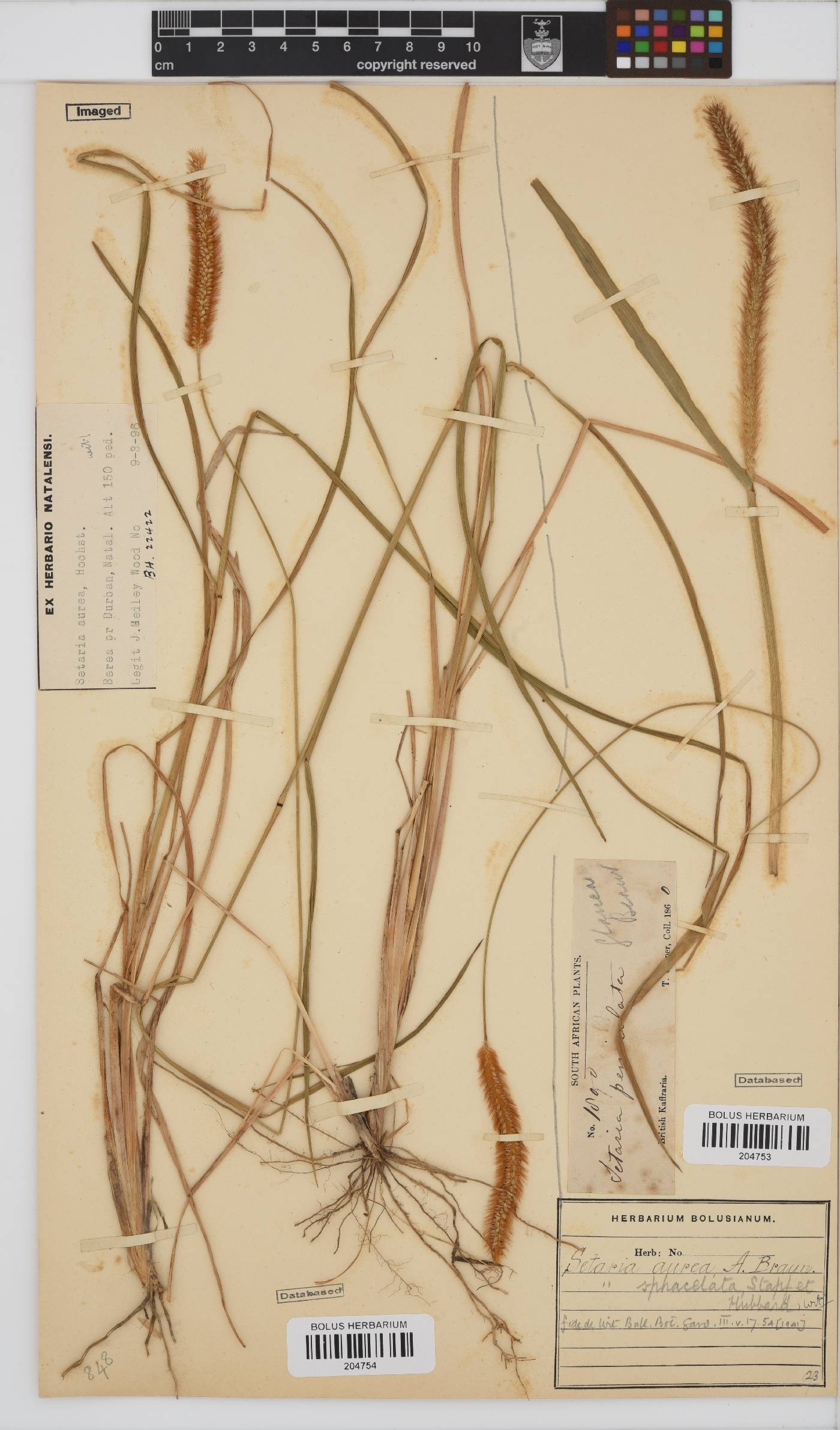 Setaria sphacelata image
