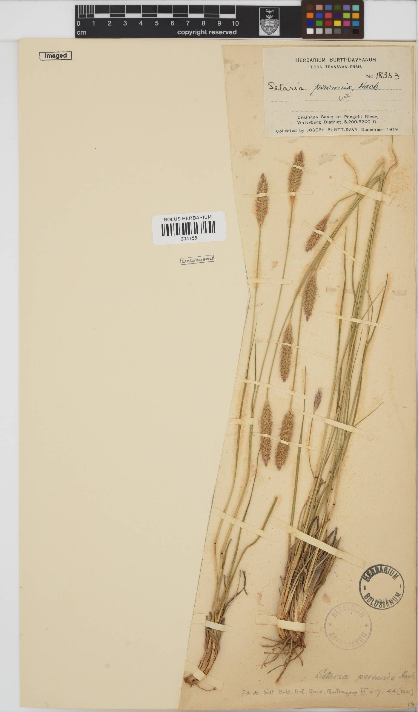 Setaria sphacelata var. sphacelata image