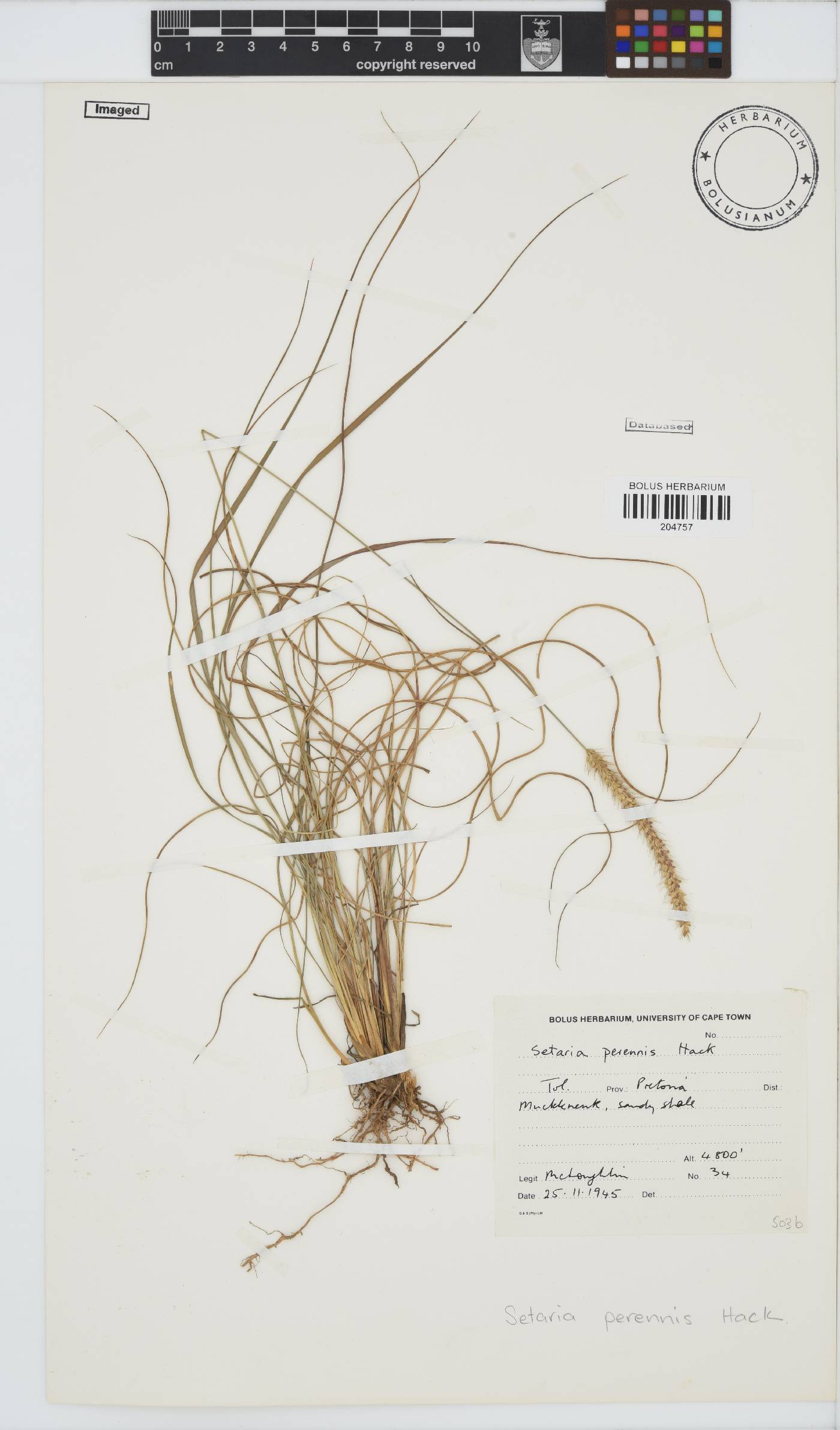 Setaria sphacelata var. sphacelata image