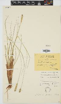 Setaria sphacelata var. sphacelata image