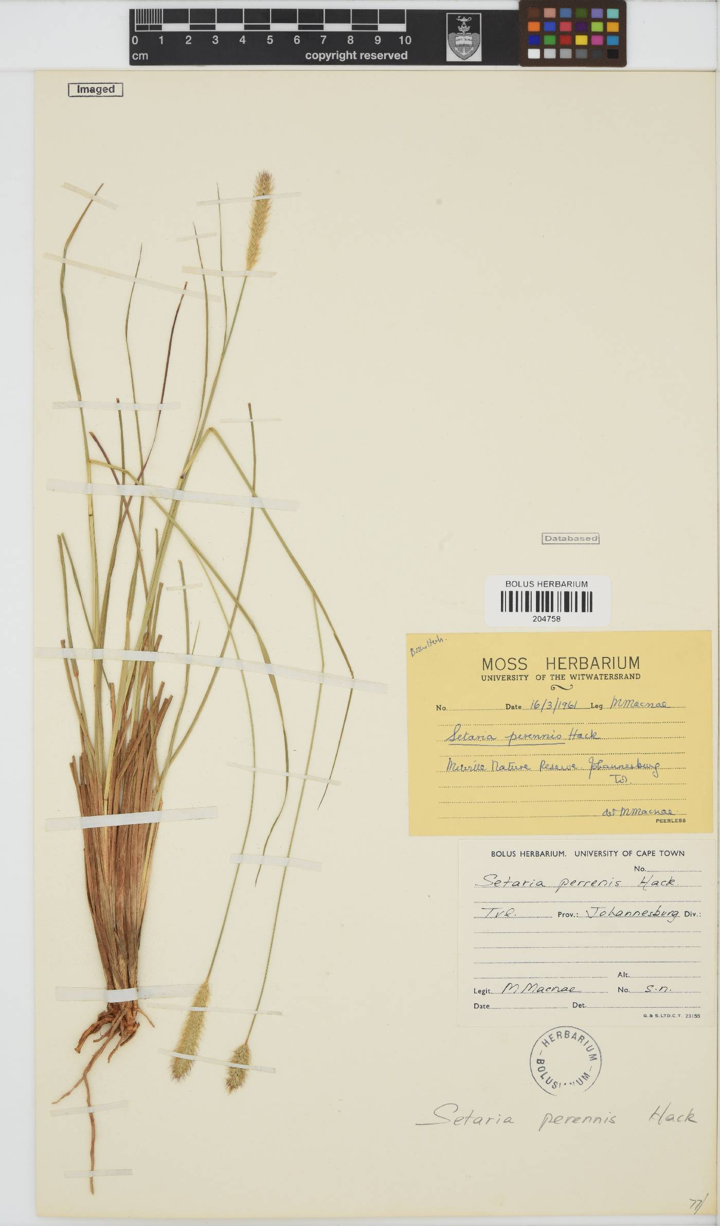 Setaria sphacelata var. sphacelata image