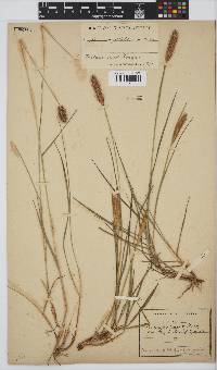 Setaria sphacelata var. sphacelata image