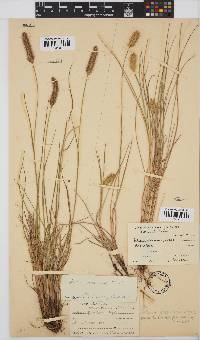 Setaria sphacelata var. sphacelata image