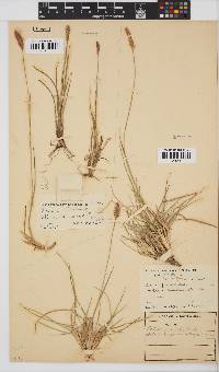 Setaria sphacelata var. sphacelata image