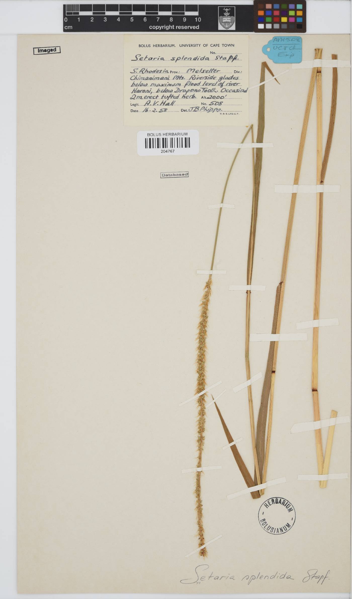 Setaria sphacelata image