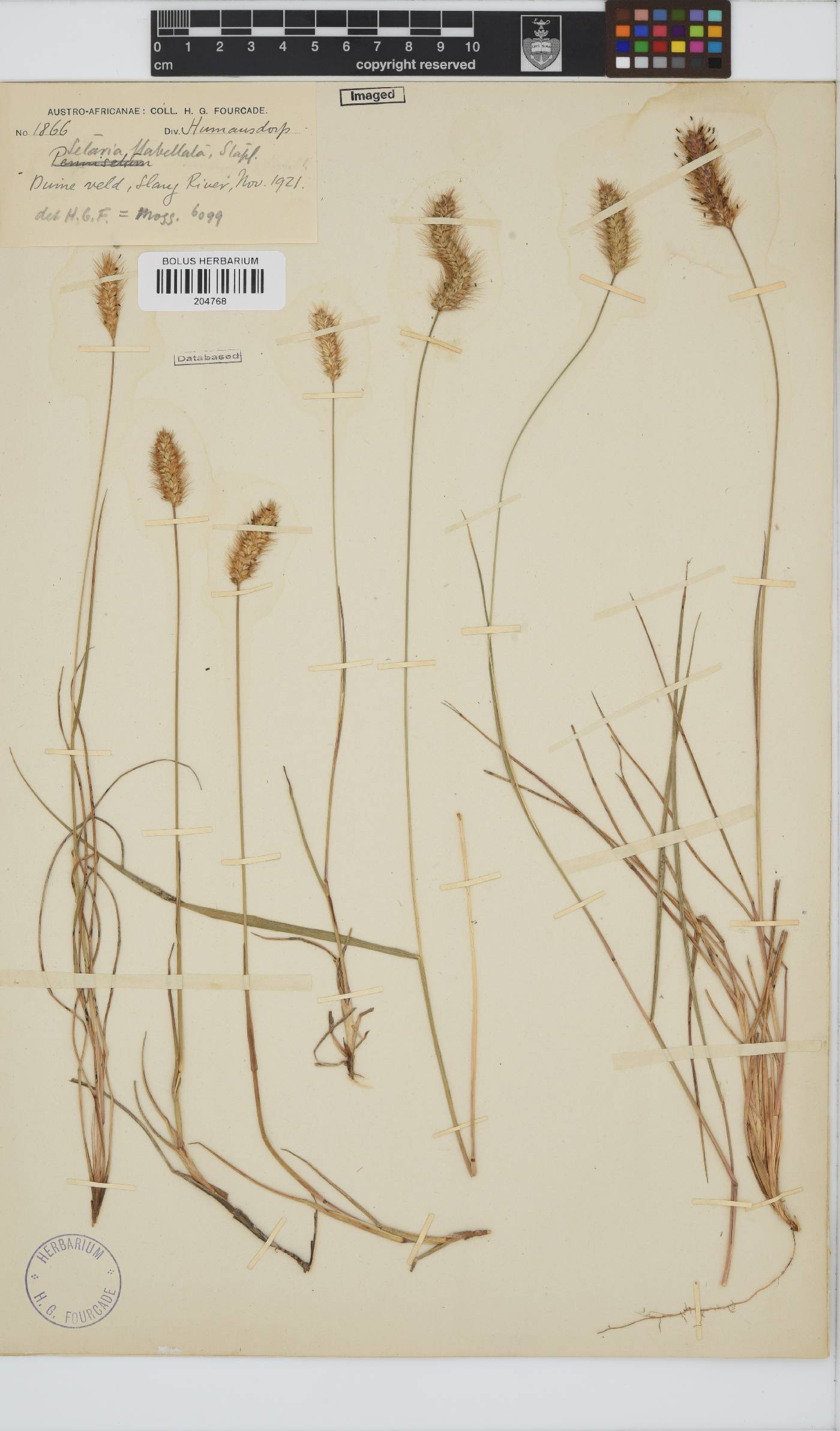 Setaria image