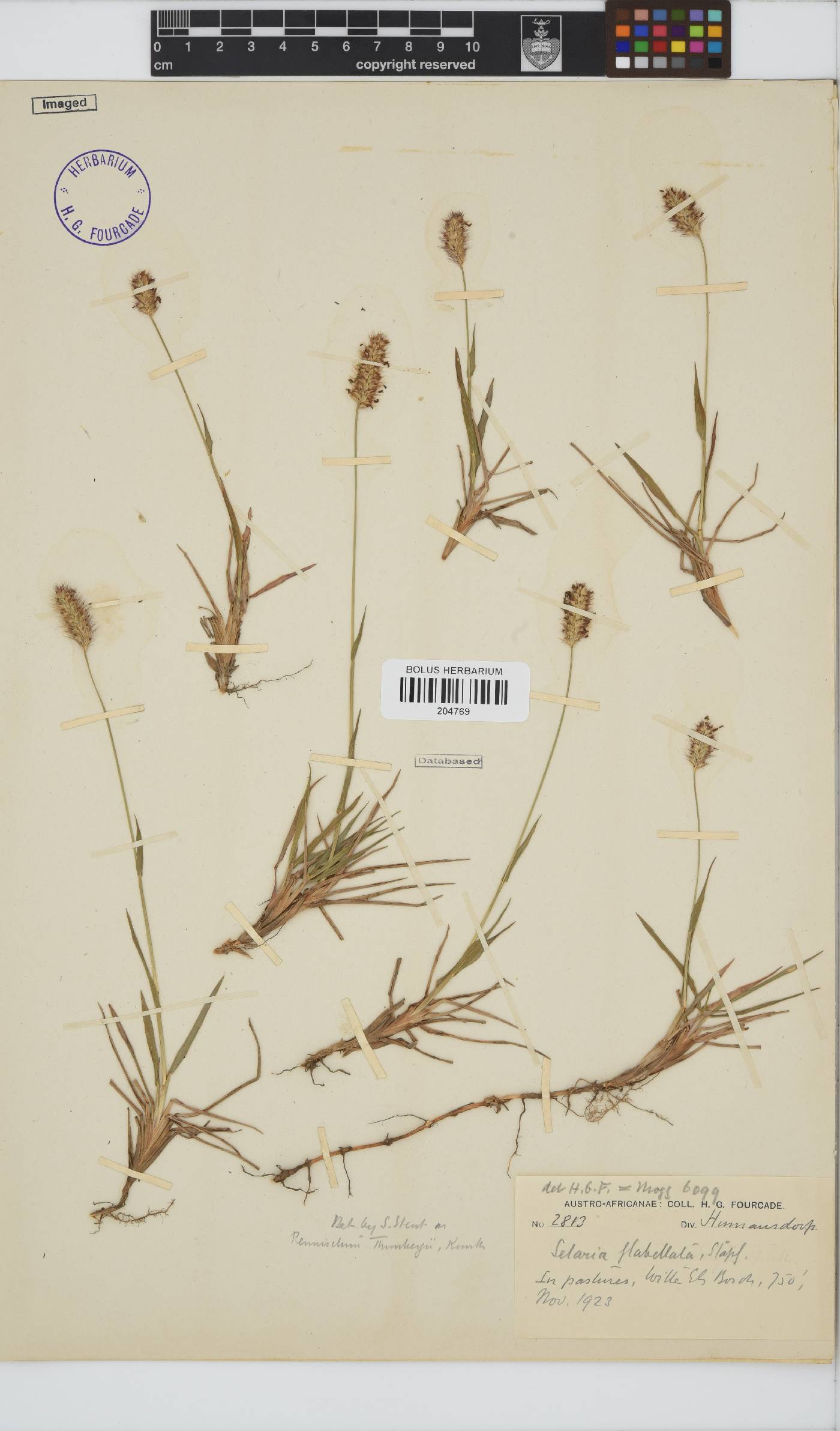 Setaria sphacelata var. splendida image
