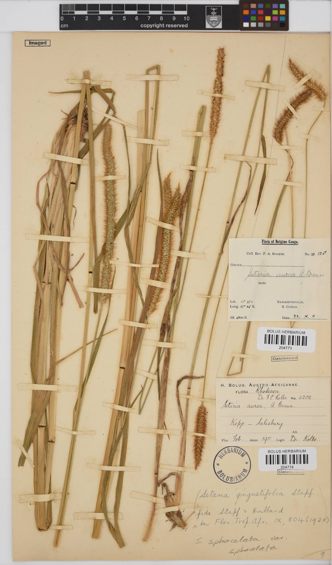 Setaria sphacelata image