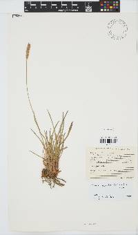 Setaria sphacelata var. splendida image