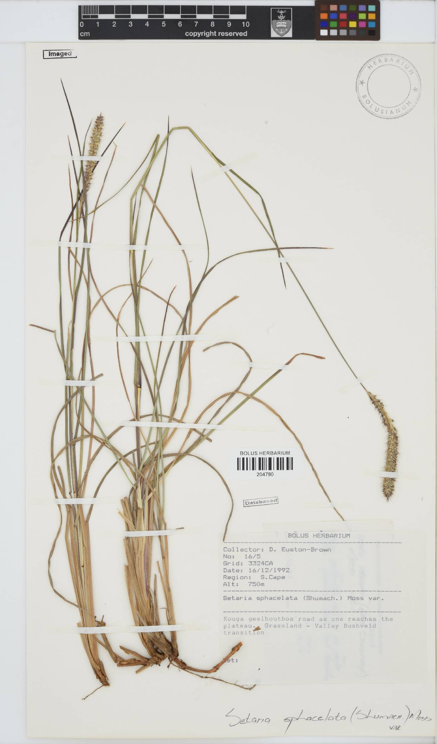 Setaria sphacelata var. splendida image