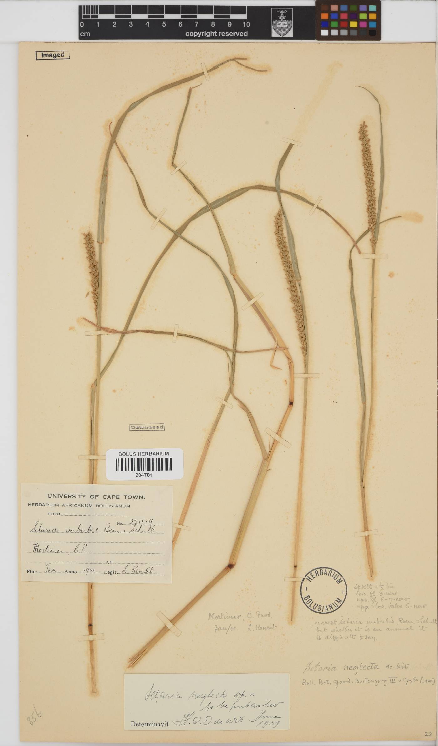 Setaria sphacelata var. splendida image