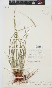 Setaria sphacelata var. torta image