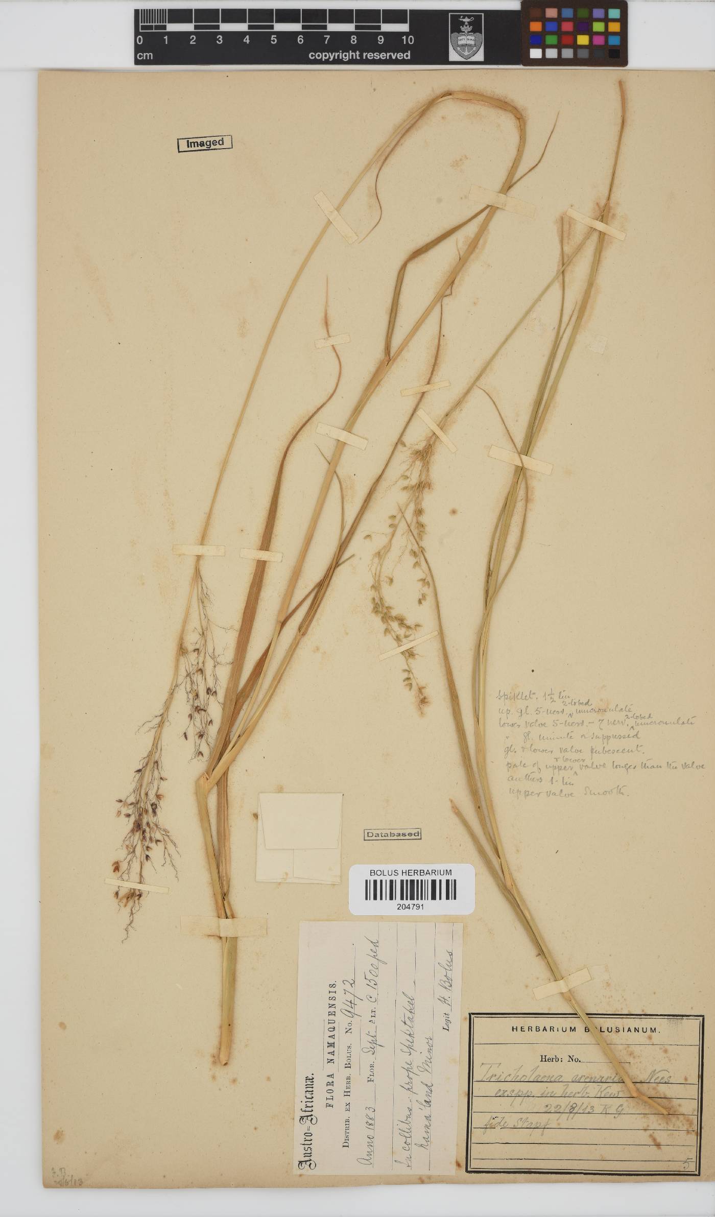 Tricholaena capensis subsp. arenaria image