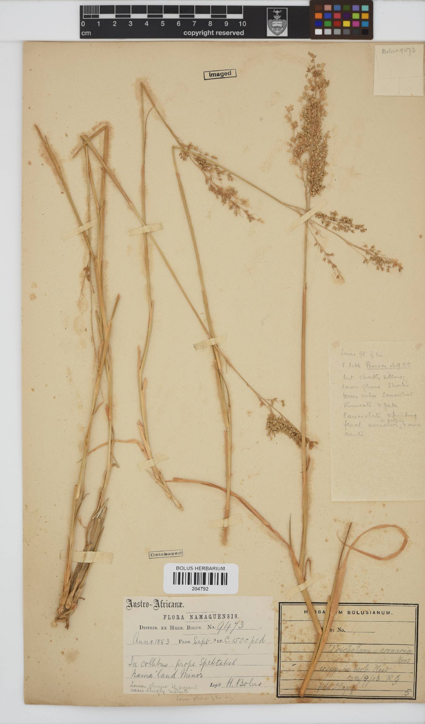 Tricholaena capensis image