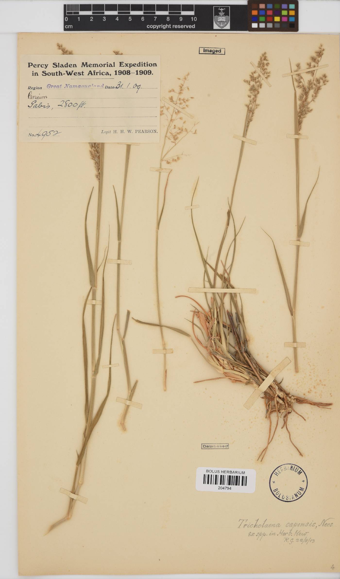 Tricholaena capensis subsp. capensis image