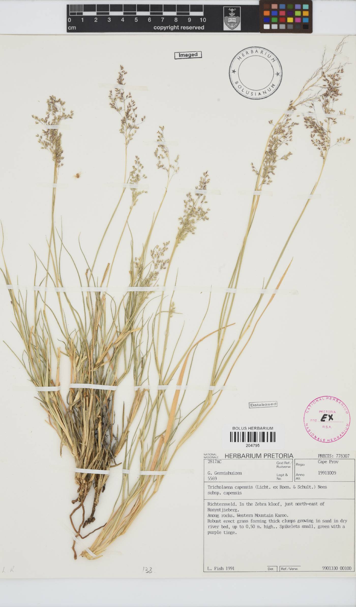 Tricholaena capensis subsp. capensis image