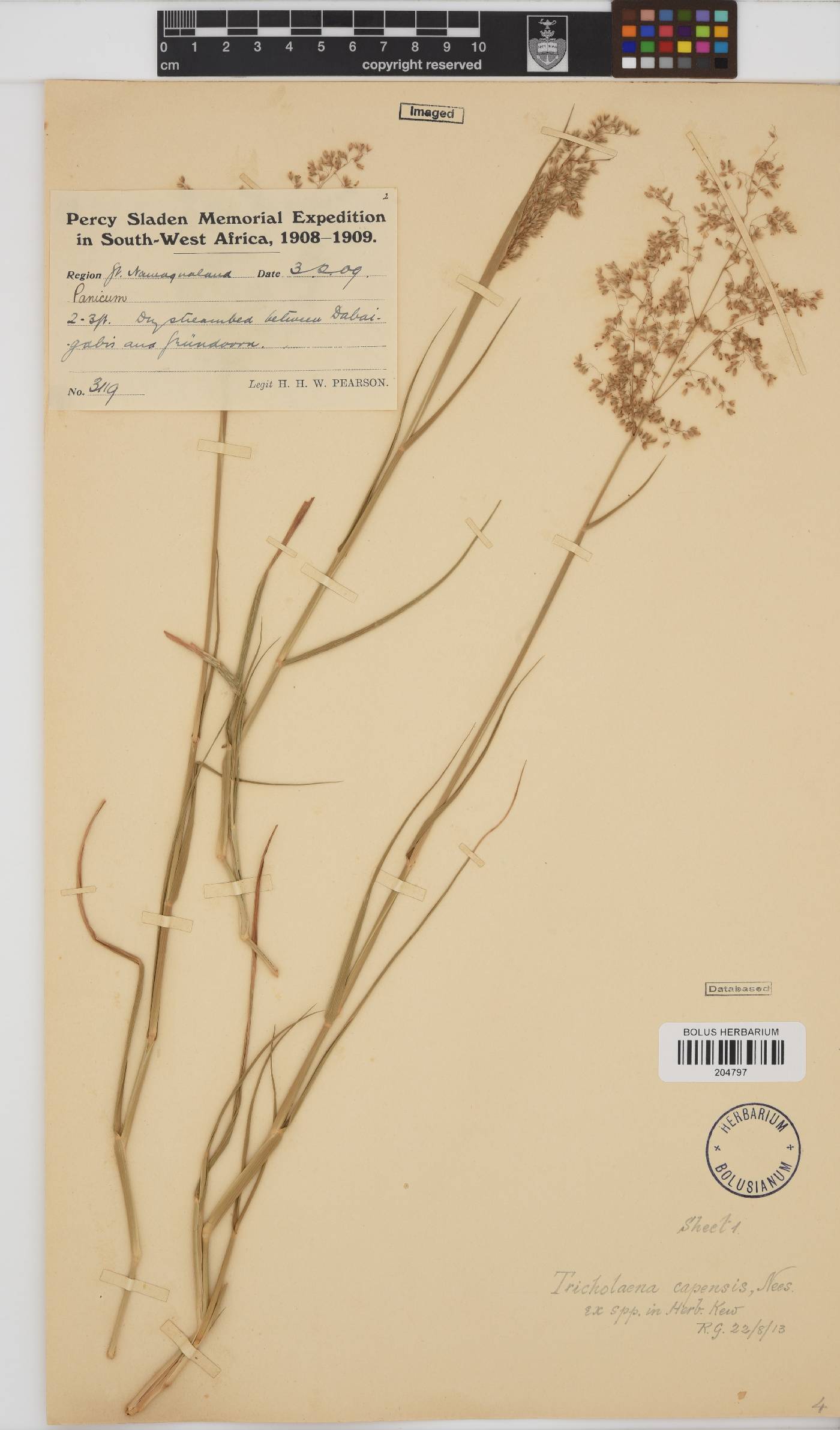 Tricholaena capensis subsp. capensis image