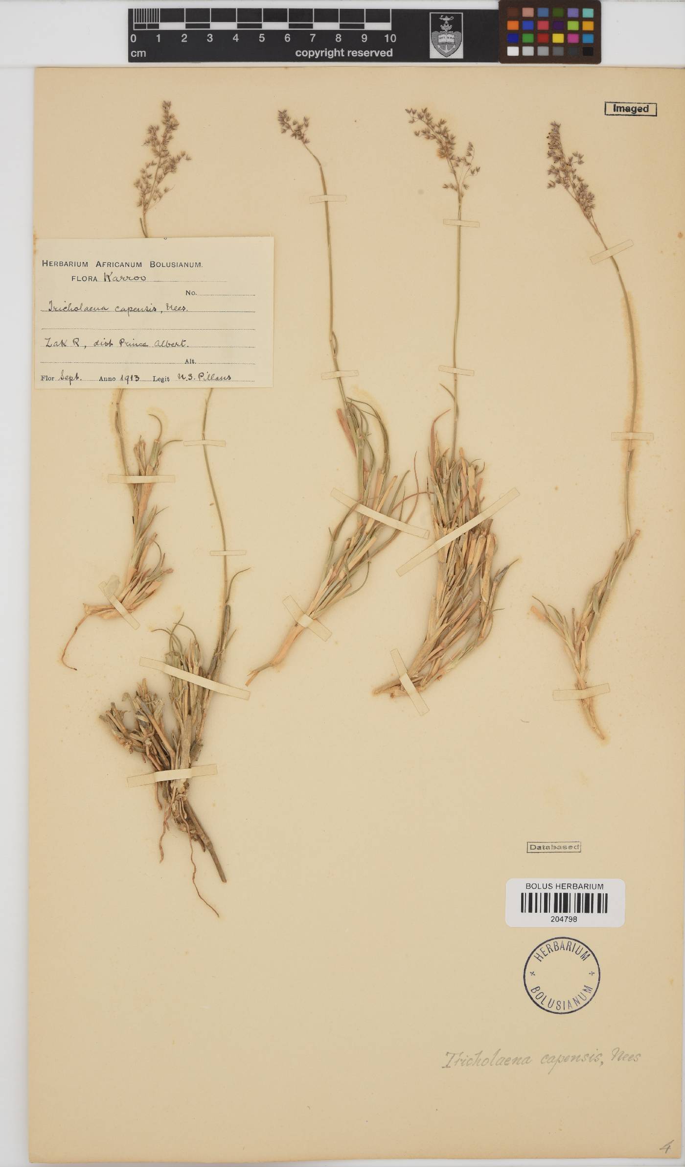 Tricholaena capensis subsp. capensis image