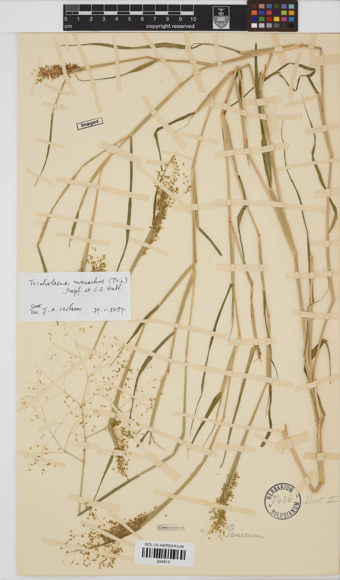 Tricholaena monachne image