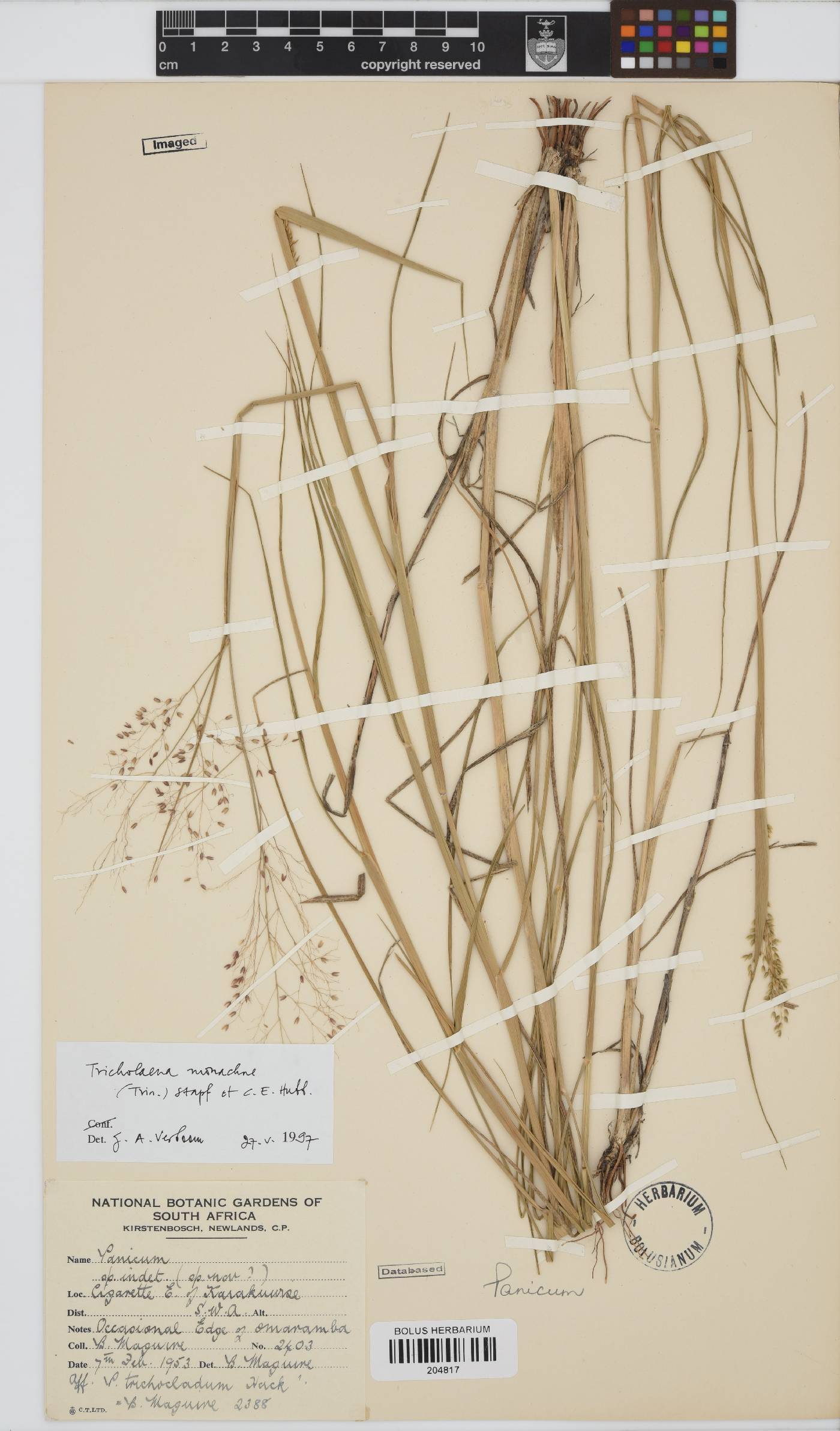Tricholaena monachne image