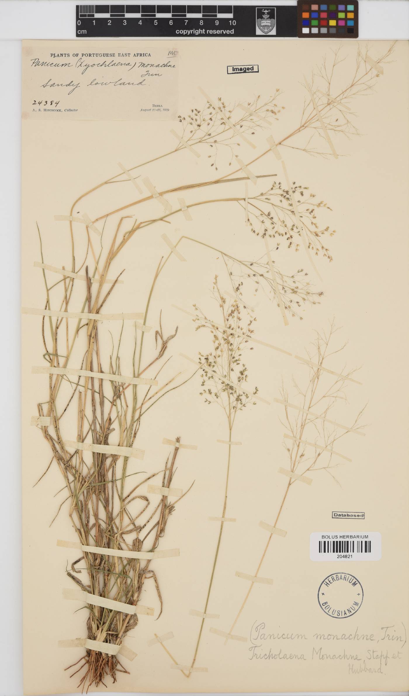 Tricholaena monachne image