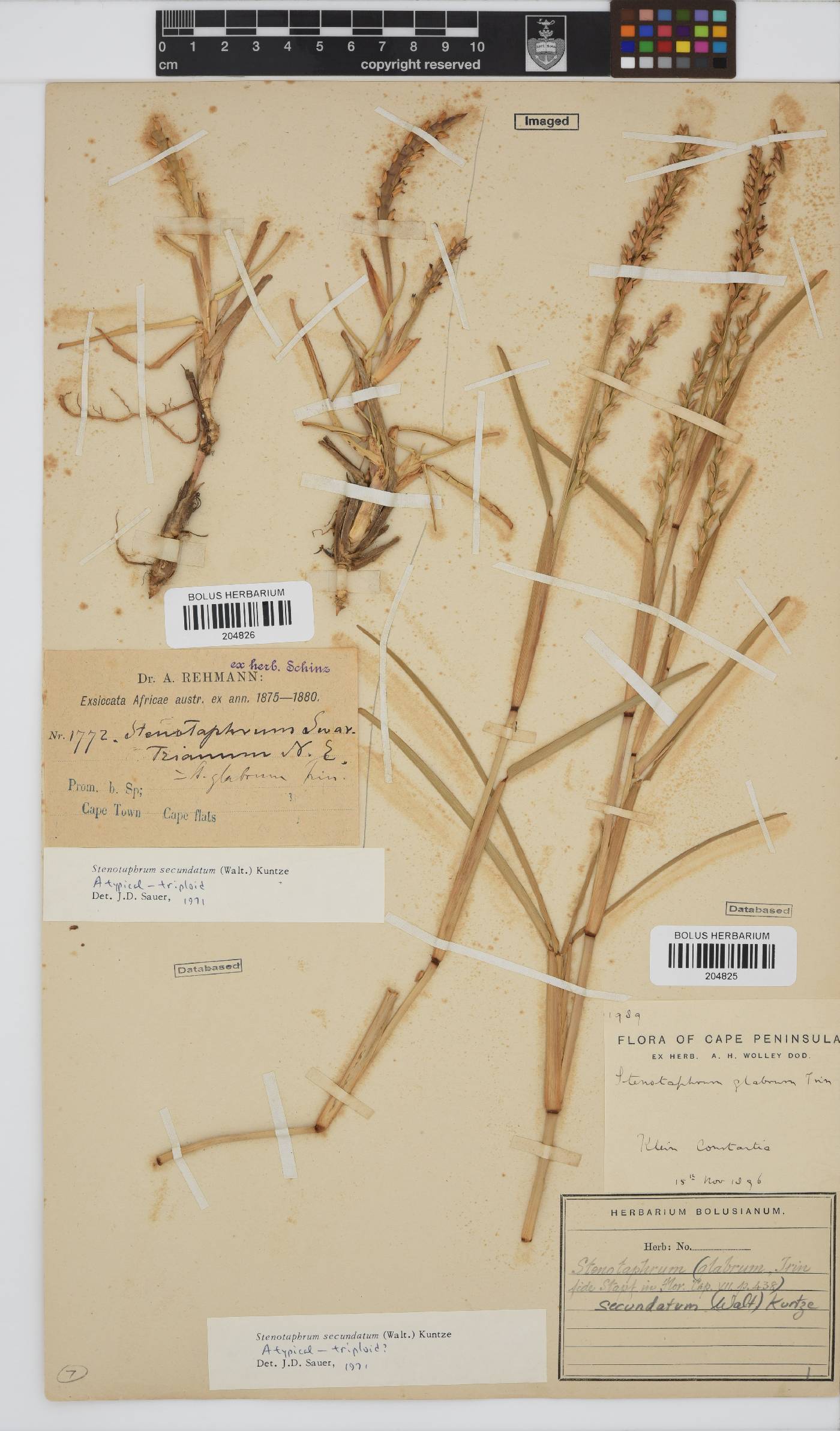 Stenotaphrum secundatum image