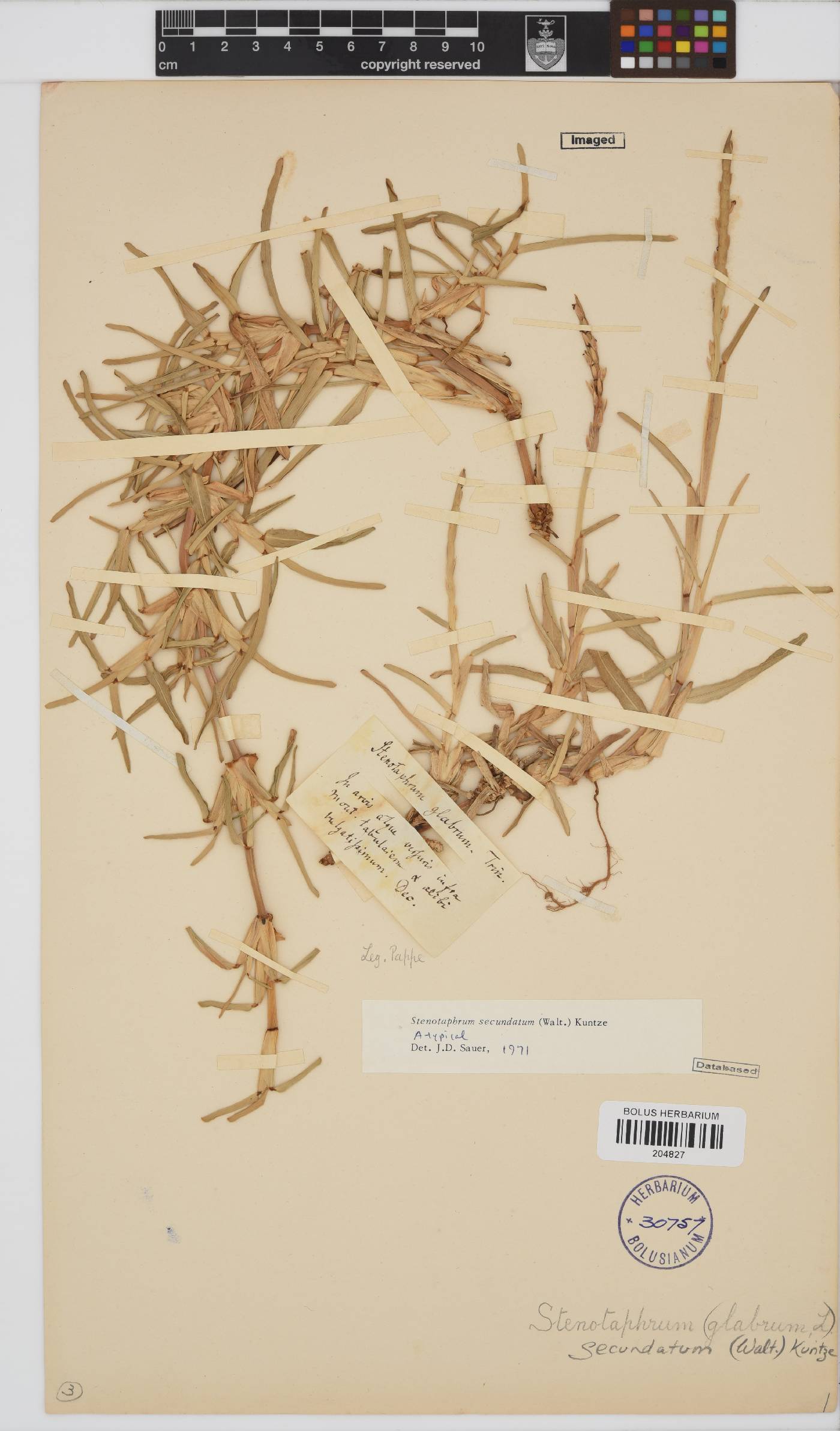 Stenotaphrum image