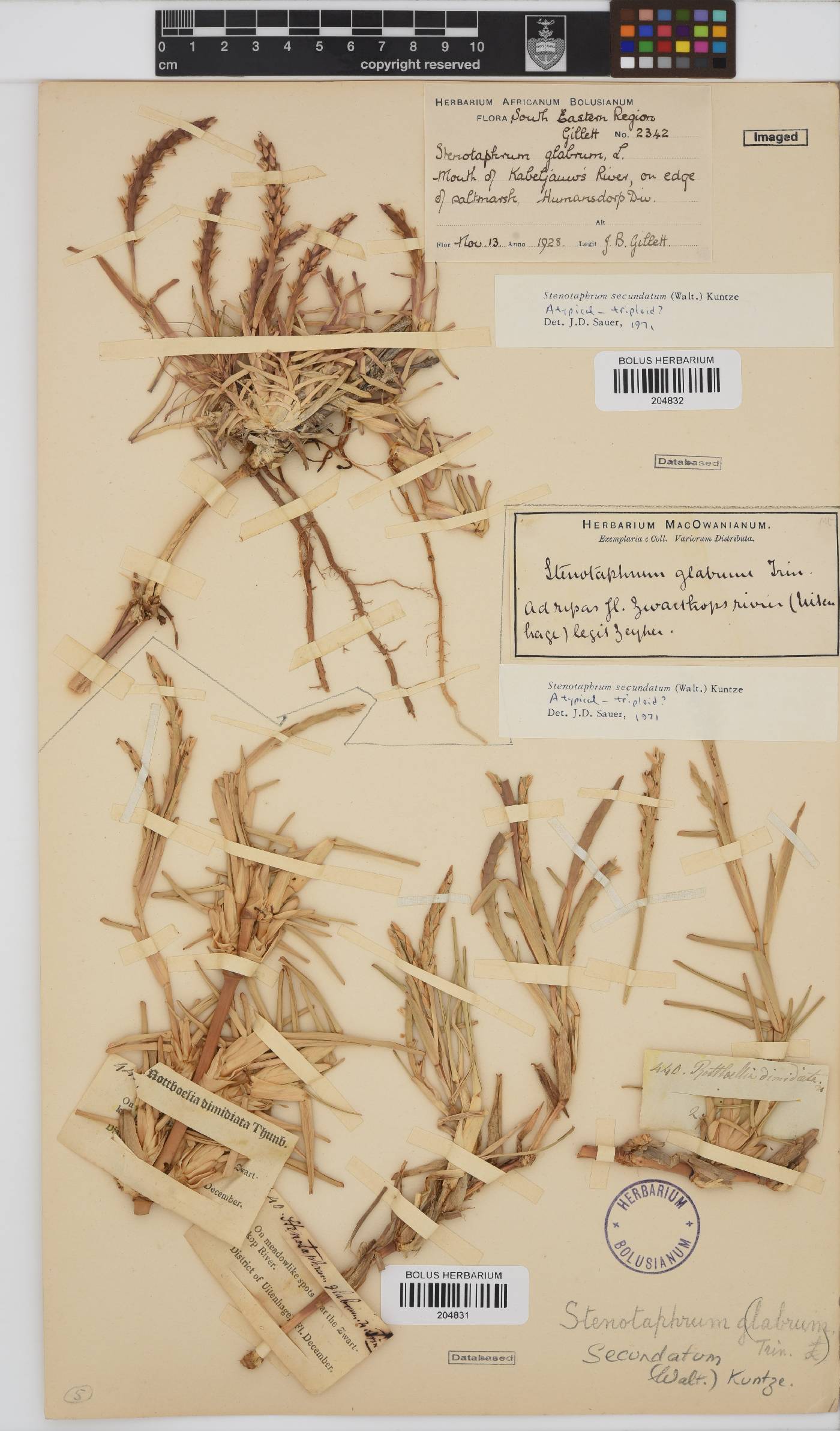 Stenotaphrum secundatum image
