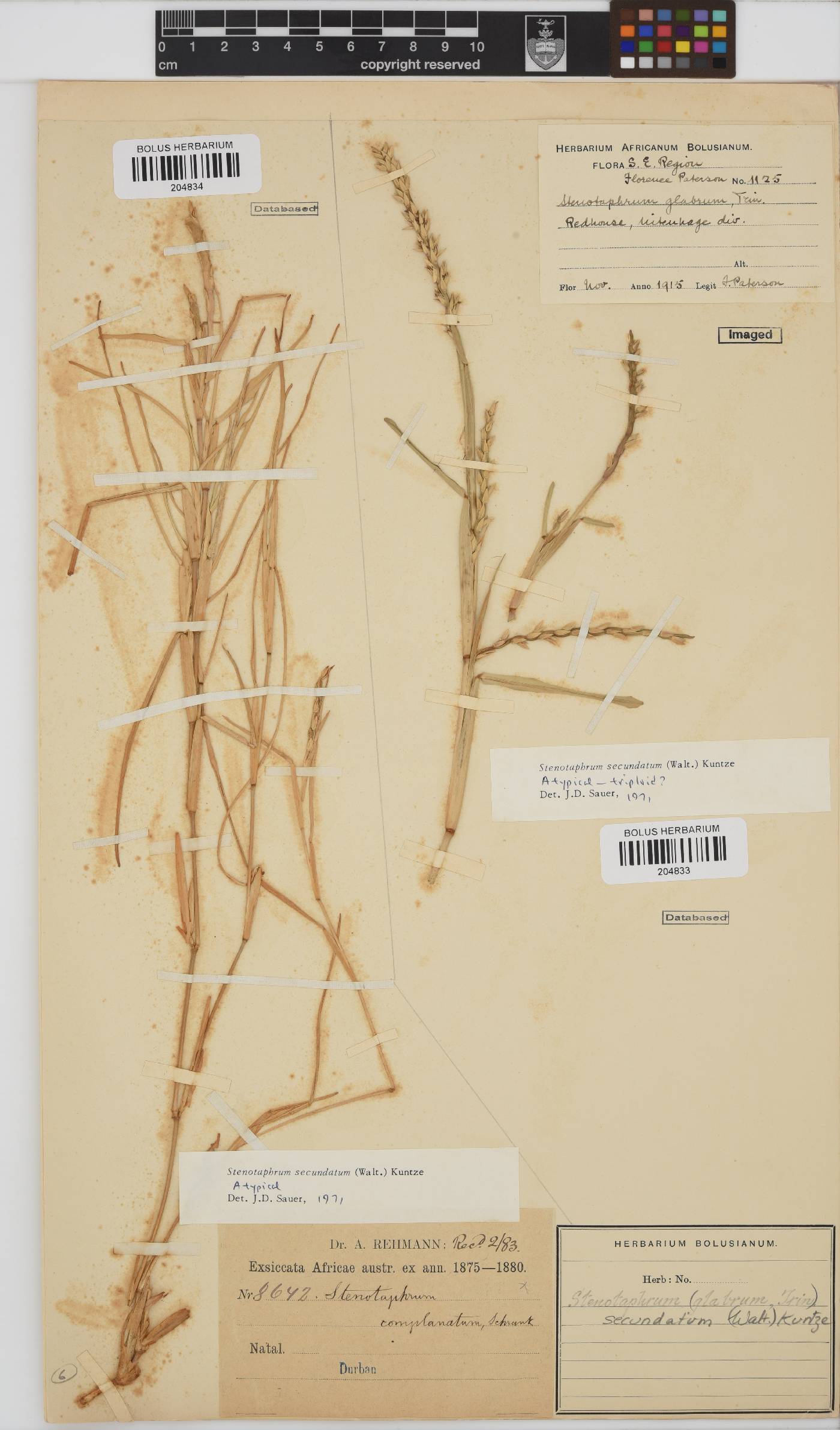Stenotaphrum secundatum image