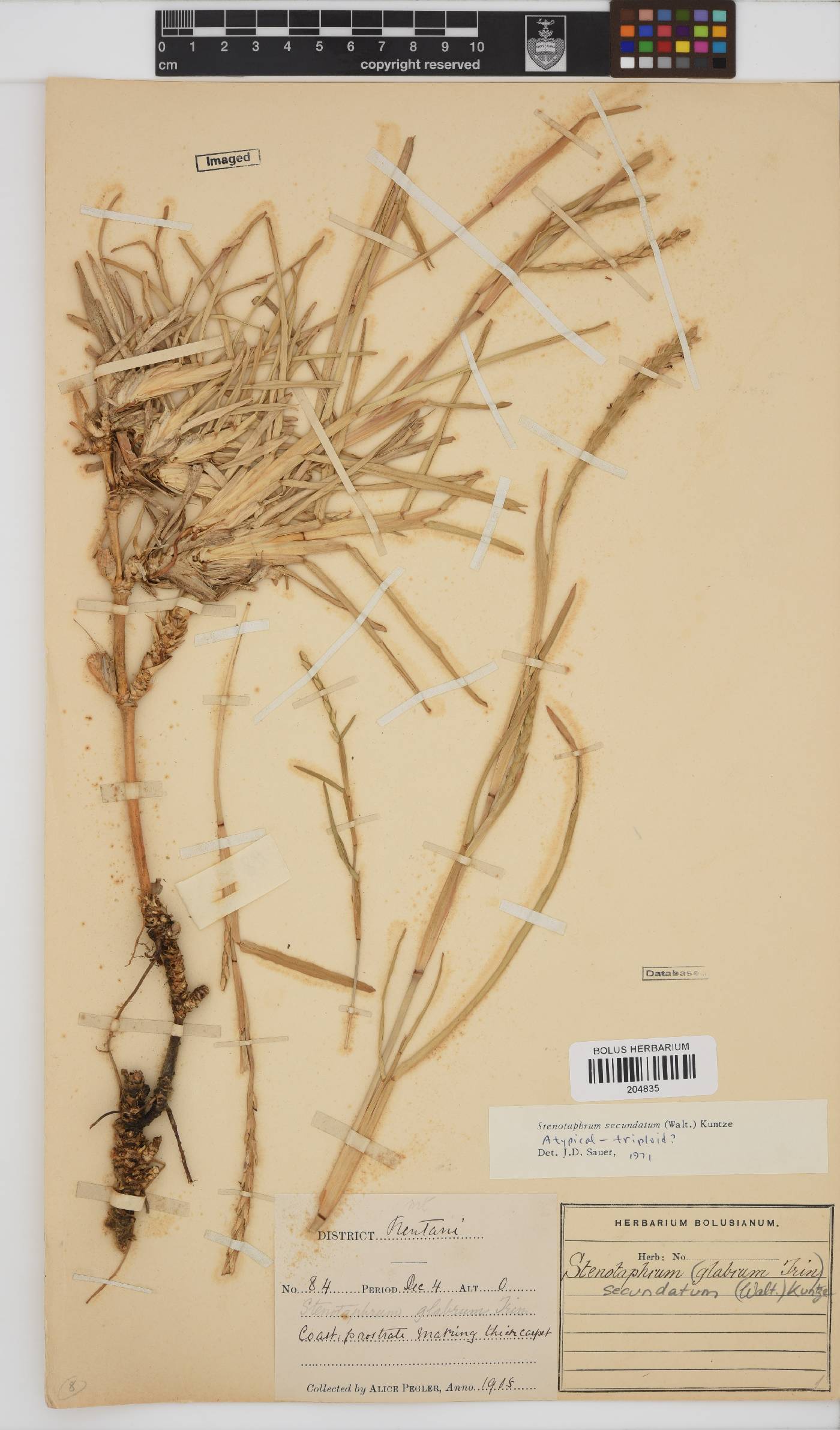 Stenotaphrum secundatum image