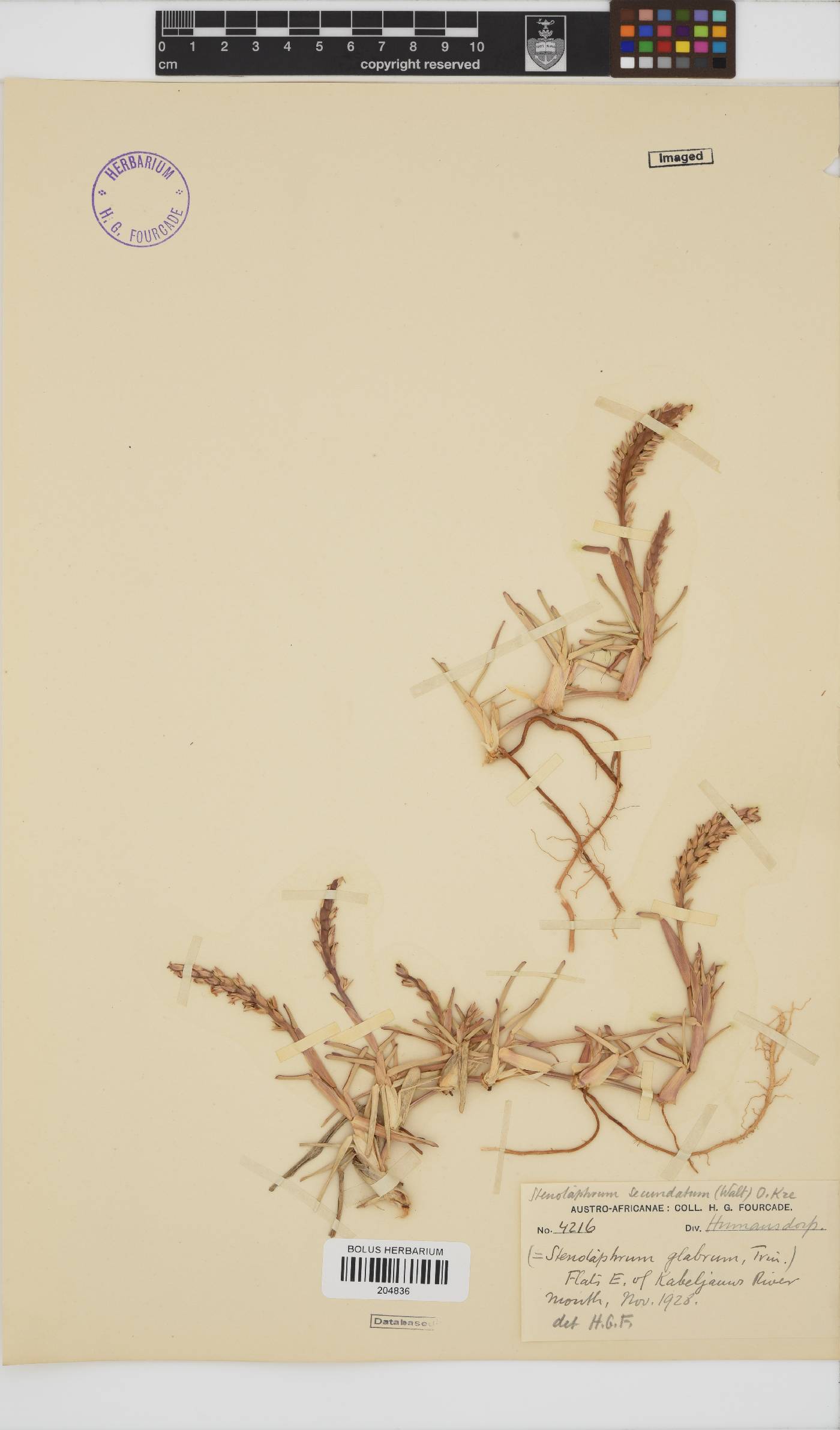 Stenotaphrum secundatum image