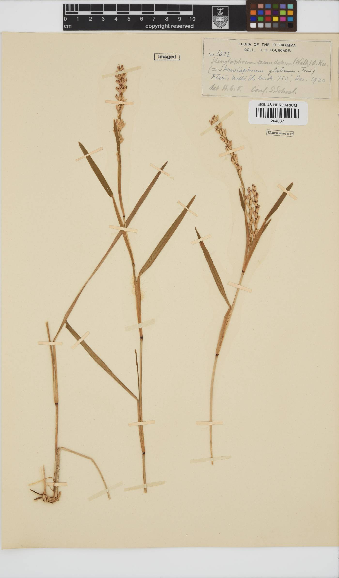 Stenotaphrum secundatum image