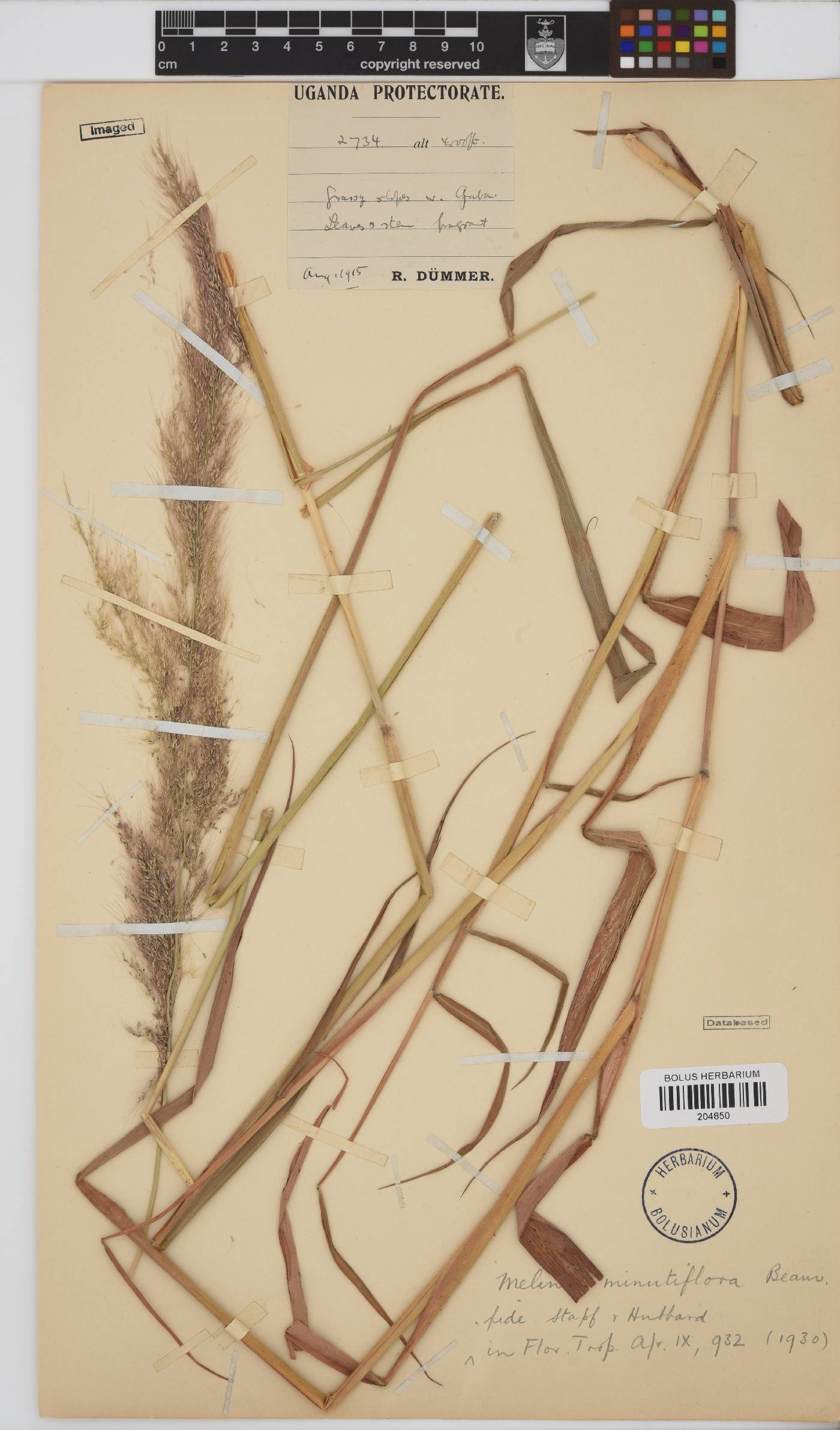 Melinis minutiflora image