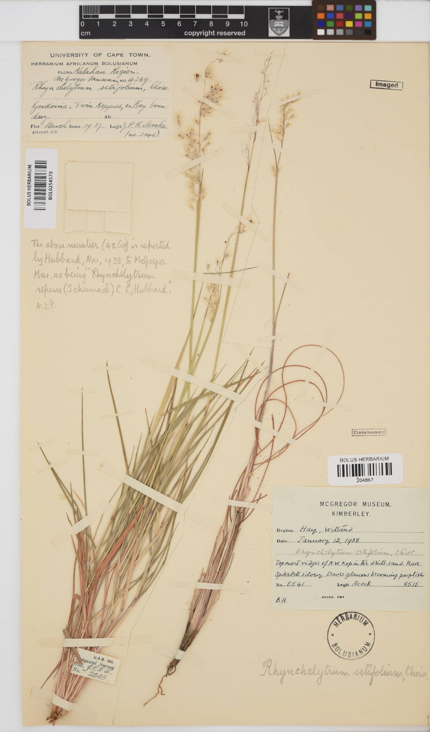 Melinis nerviglumis image