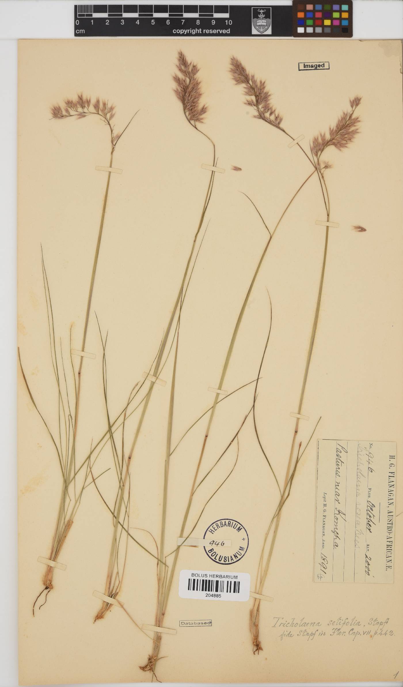Melinis nerviglumis image