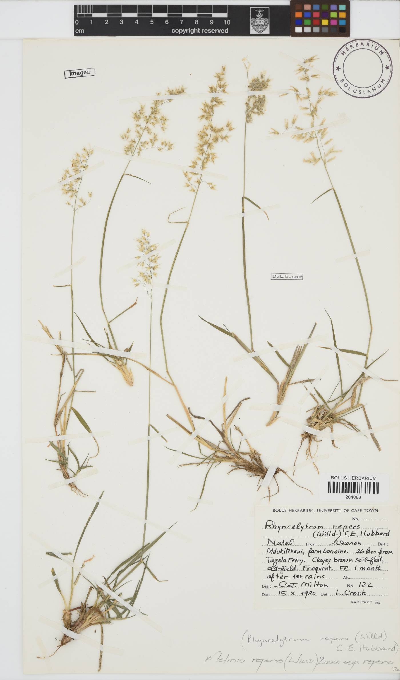 Melinis repens image