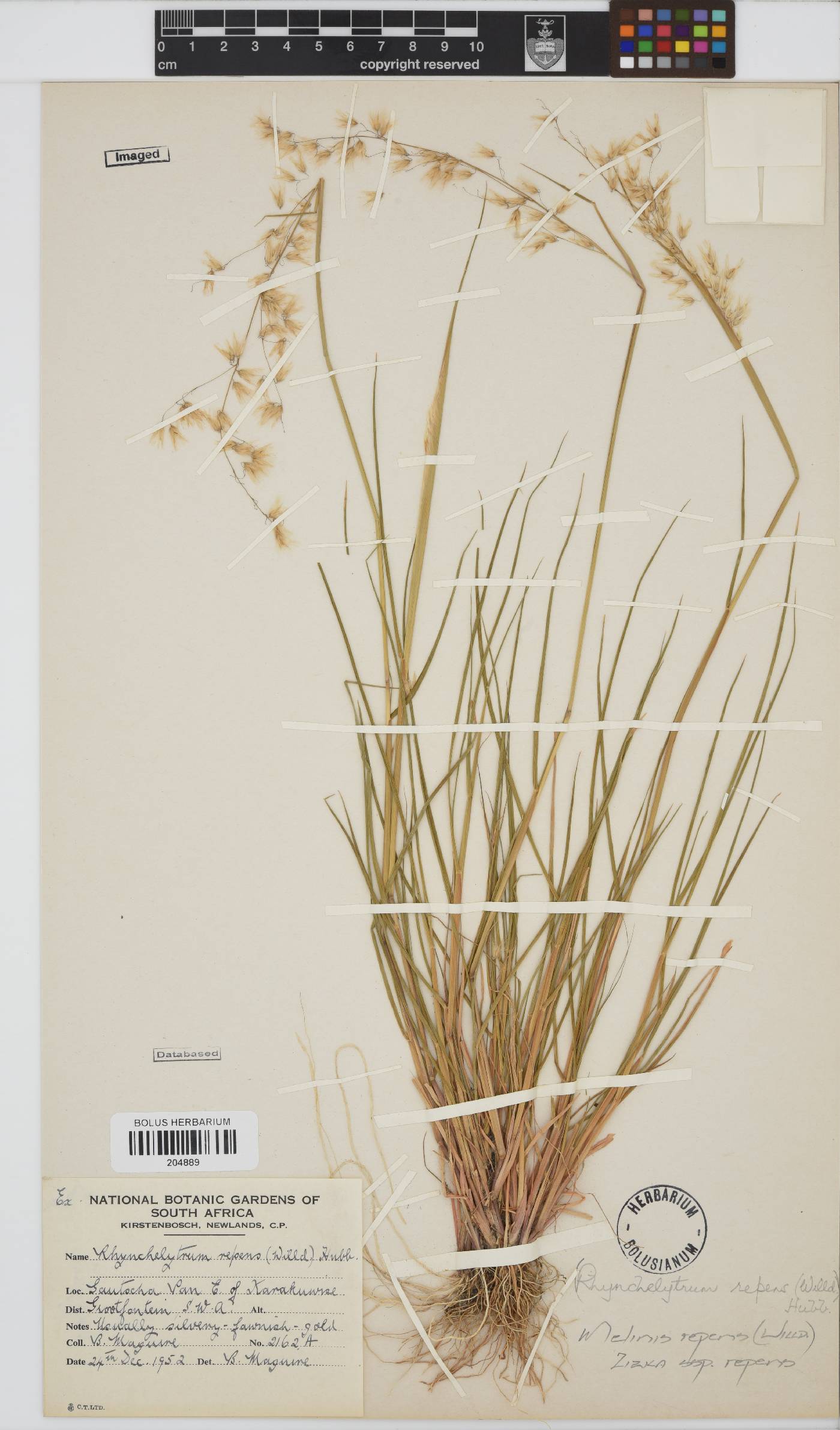 Melinis repens image