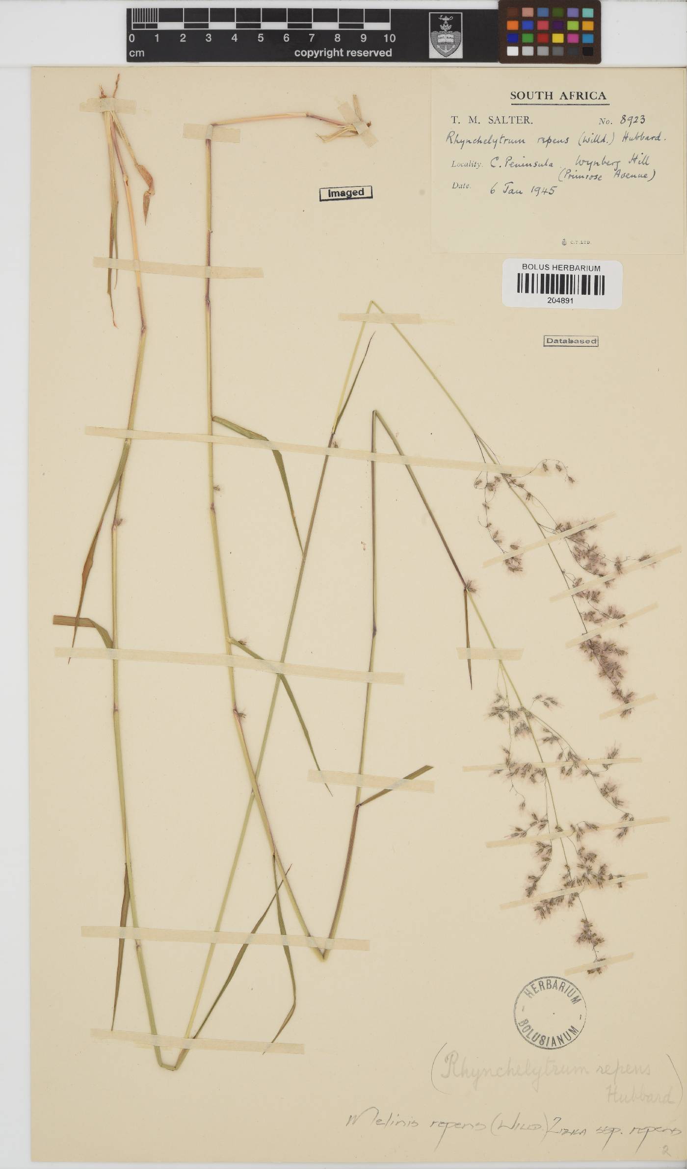 Melinis repens image