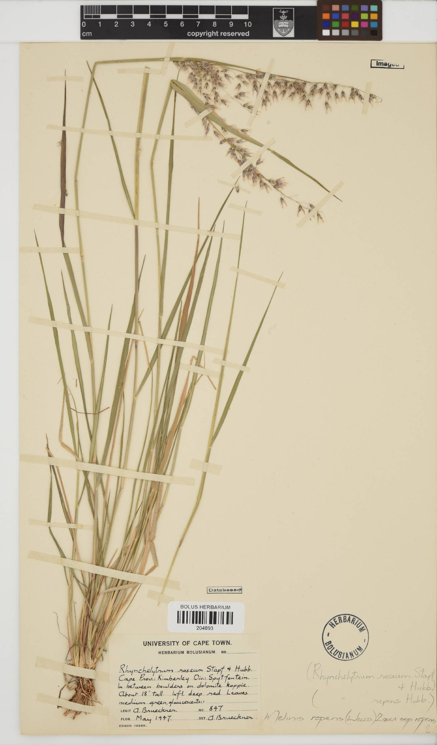 Melinis repens image