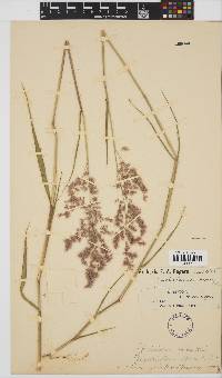 Melinis repens image