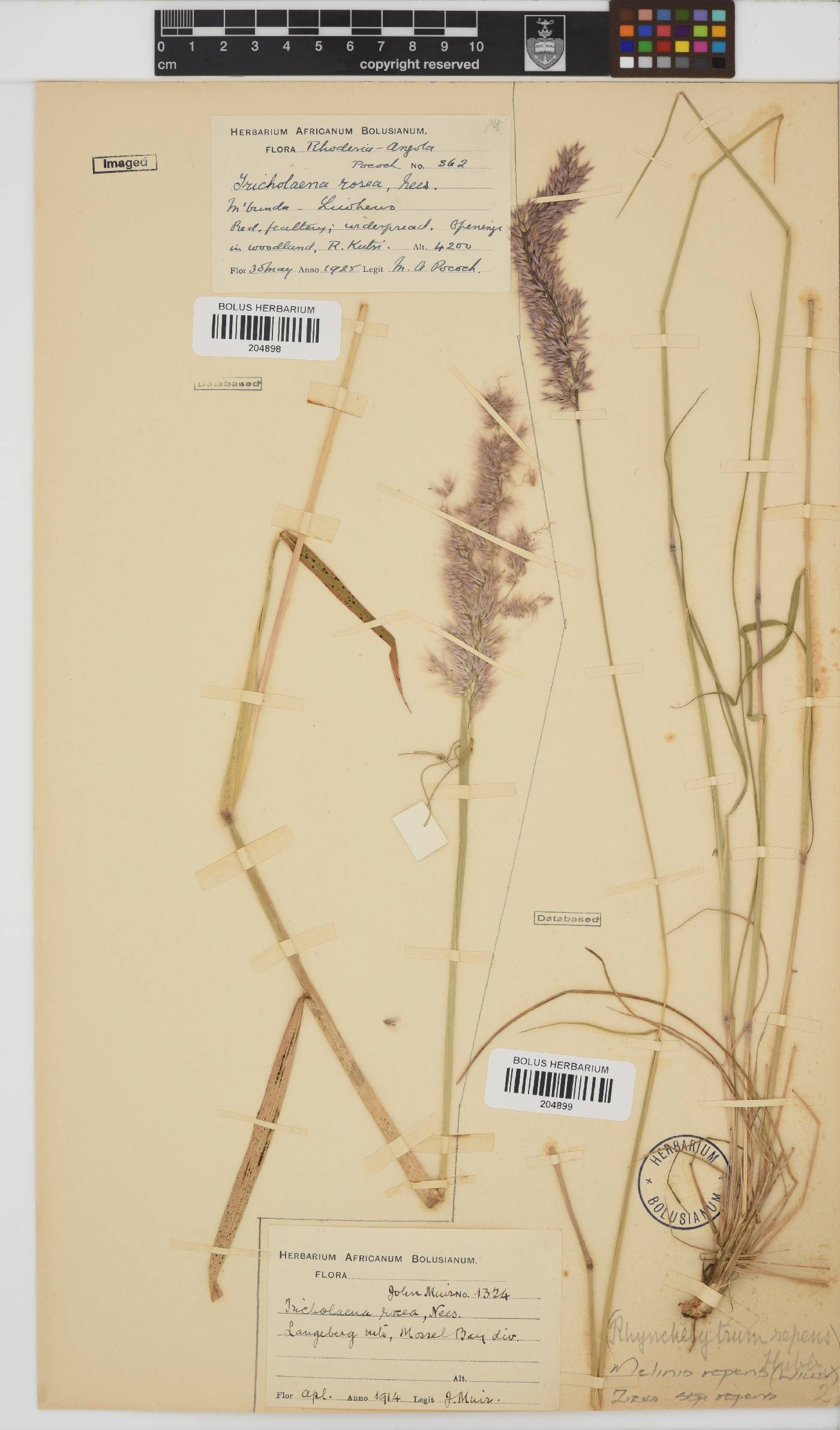 Melinis repens subsp. repens image